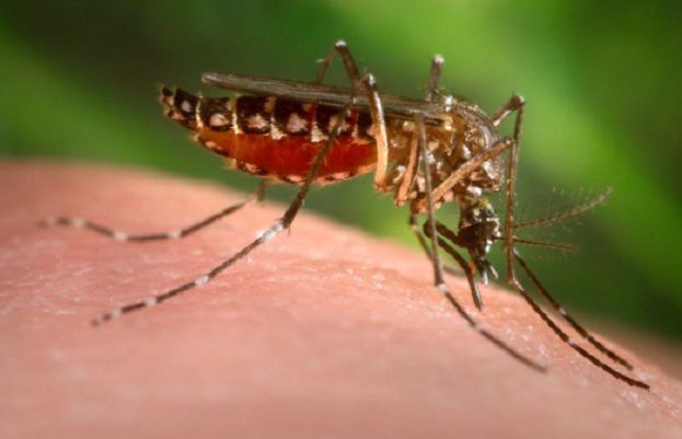 Chikungunya Resurfaces: Is the World Facing Another Silent Epidemic?